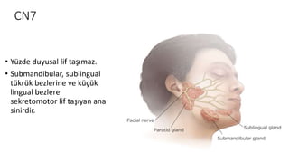 CN7
• Yüzde duyusal lif taşımaz.
• Submandibular, sublingual
tükrük bezlerine ve küçük
lingual bezlere
sekretomotor lif taşıyan ana
sinirdir.
 