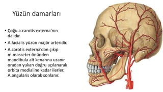 Yüzün damarları
• Çoğu a.carotis externa’nın
dalıdır.
• A.facialis yüzün majör arteridir.
• A.carotis externa’dan çıkıp
m.masseter önünden
mandibula alt kenarına uzanır
oradan yukarı doğru açılanarak
orbita medialine kadar ilerler.
A.angularis olarak sonlanır.
 