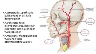 • A.temporalis superficialis
kulak önünden üst kafa
derisine gider.
• A.transversa faciei
a.temporalis sup.’den çıkar
zygomatik kemik üzerinden
yüzü çaprazlar.
• A.maxillaris; mandibulanın iç
yüzeyinde fossa
pterygopalatina’ya girer.
 