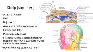 Skalp (saçlı deri)
• 5 katlı bir yapıdır.
• Deri
• Bağ doku
• Aponevroz (galea aponeurotica)
• Gevşek bağ doku
• Pericranium (periost)
• Sinirleri ; kulakları üstten birleştiren
hattın ön kısmı CN5-1, arkası servikal
sinirler ile inerve olur.
• Boyun fıtığı baş ağrısı yapar mı ?
 