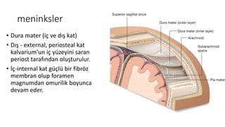 meninksler
• Dura mater (iç ve dış kat)
• Dış - external, periosteal kat
kalvarium’un iç yüzeyini saran
periost tarafından oluşturulur.
• İç-internal kat güçlü bir fibröz
membran olup foramen
magnumdan omurilik boyunca
devam eder.
 