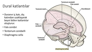 Dural katlantılar
• Duranın iç katı, dış
katından uzaklaşarak
beyni bölen katlantılar
oluşturur.
• Falx cerebri
• Tentorium cerebelli
• Diaphragma sella
 