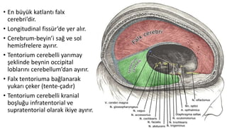• En büyük katlantı falx
cerebri’dir.
• Longitudinal fissür’de yer alır.
• Cerebrum-beyin’i sağ ve sol
hemisfrelere ayırır.
• Tentorium cerebelli yarımay
şeklinde beynin occipital
loblarını cerebellum’dan ayırır.
• Falx tentoriuma bağlanarak
yukarı çeker (tente-çadır)
• Tentorium cerebelli kranial
boşluğu infratentorial ve
supratentorial olarak ikiye ayırır.
 