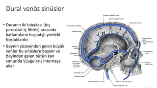 Dural venöz sinüsler
• Duranın iki tabakası (dış
periostal-iç fibröz) arasında
katlantıların başladığı yerdeki
boşluklardır.
• Beynin yüzeyinden gelen büyük
venler bu sinüslere boşalır ve
beyinden gelen bütün kan
sonunda V.jugularis internaya
akar.
 