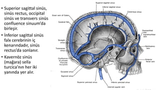• Superior sagittal sinüs,
sinüs rectus, occipital
sinüs ve transvers sinüs
confluence sinuum’da
birleşir.
• İnferior sagittal sinüs
falx cerebrinin iç
kenarındadır, sinüs
rectus’da sonlanır.
• Kavernöz sinüs
(mağara) sella
turcica’nın her iki
yanında yer alır.
 