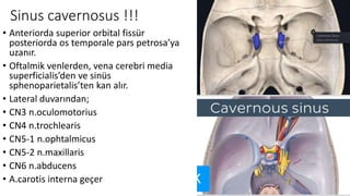 Sinus cavernosus !!!
• Anteriorda superior orbital fissür
posteriorda os temporale pars petrosa’ya
uzanır.
• Oftalmik venlerden, vena cerebri media
superficialis’den ve sinüs
sphenoparietalis’ten kan alır.
• Lateral duvarından;
• CN3 n.oculomotorius
• CN4 n.trochlearis
• CN5-1 n.ophtalmicus
• CN5-2 n.maxillaris
• CN6 n.abducens
• A.carotis interna geçer
 
