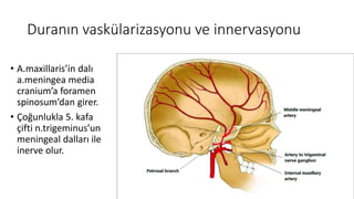 Duranın vaskülarizasyonu ve innervasyonu
• A.maxillaris’in dalı
a.meningea media
cranium’a foramen
spinosum’dan girer.
• Çoğunlukla 5. kafa
çifti n.trigeminus’un
meningeal dalları ile
inerve olur.
 