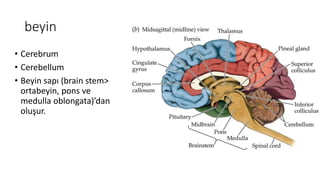 beyin
• Cerebrum
• Cerebellum
• Beyin sapı (brain stem>
ortabeyin, pons ve
medulla oblongata)’dan
oluşur.
 