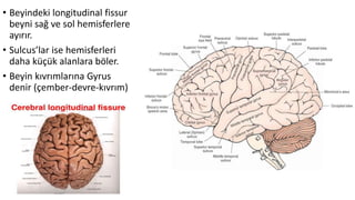 • Beyindeki longitudinal fissur
beyni sağ ve sol hemisferlere
ayırır.
• Sulcus’lar ise hemisferleri
daha küçük alanlara böler.
• Beyin kıvrımlarına Gyrus
denir (çember-devre-kıvrım)
 