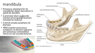 mandibula
• Processus alveolaris’ler ile
mandibular dişleri barındıran U
şekilli bir kemiktir.
• 2.premolar dişin aşağısında
mental sinirin geçtiği foramen
mentale’ler bulunur.
• 2 kemik ortada symphysis ile
kaynaşır.
• TME’e katılan proccessus
condylaris ve kasların yapışma
yeri processus coronoideus
ramus’un üst ucunda bulunur.
 