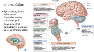 diensefalon
• Epitalamus, dorsal
talamus ve
hipotalamus’tan
meydana gelir.
• Beynin santral
çekirdeğinin oluşturur
ve 3. ventrikülü sarar.
 