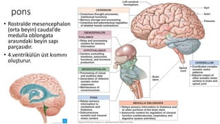 pons
• Rostralde mesencephalon
(orta beyin) caudal’de
medulla oblongata
arasındaki beyin sapı
parçasıdır.
• 4.ventrikülün üst kısmını
oluşturur.
 