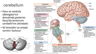 cerebellum
• Pons ve medulla
oblongata’nın
dorsalinde,posterior
fossa’da tentorium
cerebelli’nin altındadır.
• İki hemisferi ve ortada
vermis’i bulunur
 