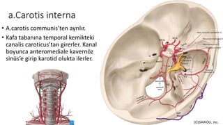 a.Carotis interna
• A.carotis communis’ten ayrılır.
• Kafa tabanına temporal kemikteki
canalis caroticus’tan girerler. Kanal
boyunca anteromediale kavernöz
sinüs’e girip karotid olukta ilerler.
 