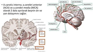 • A.carotis interna; a.cerebri anterior
(ACA) ve a.cerebri media (MCA)
olarak 2 dala ayrılarak beynin ön ve
yan dolaşımını sağlar.
 