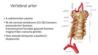 Vertebral arter
• A.subclavia’dan çıkarlar.
• İlk altı cervical vertebranın (C1-C6) transvers
processlerinin foramen
transversarium’larından geçerek foramen
magnum’dan craniuma girerler.
• Pons önünde birleşerek a.basillaris’i
oluştururlar.
 
