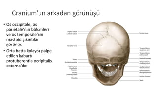 Cranium’un arkadan görünüşü
• Os occipitale, os
parietale’nin bölümleri
ve os temporale’nin
mastoid çıkıntıları
görünür.
• Orta hatta kolayca palpe
edilen kabartı
protuberentia occipitalis
externa’dır.
 