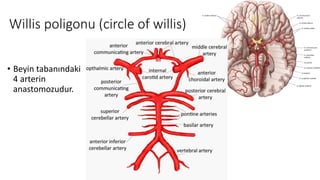 Willis poligonu (circle of willis)
• Beyin tabanındaki
4 arterin
anastomozudur.
 