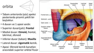 orbita
• Tabanı anteriorda (yüz) apeksi
posteriorda piramit şekilli bir
boşluktur.
• 4 duvarı ve 1 apexi vardır.
• Superior duvar(çatı): Frontal
• Medial duvar: Etmoid, frontal,
lakrimal, sfenoid
• Inferior duvar (taban): Maxilla
• Lateral duvar: zigomatik kemik.
• Apexi: Sfenoid kemik kanatları
arasındaki superior orbital fissür
 