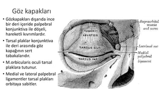 Göz kapakları
• Gözkapakları dışarıda ince
bir deri içeride palpebral
konjunktiva ile döşeli,
hareketli kıvrımlardır.
• Tarsal plaklar konjunktiva
ile deri arasında göz
kapağının sert
tabakalarıdır.
• M.orbicularis oculi tarsal
plaklara tutunur.
• Medial ve lateral palpebral
ligamentler tarsal plakları
orbitaya sabitler.
 