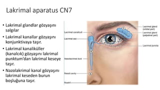 Lakrimal aparatus CN7
• Lakrimal glandlar gözyaşını
salgılar
• Lakrimal kanallar gözyaşını
konjunktivaya taşır.
• Lakrimal kanaliküller
(kanalcık) gözyaşını lakrimal
punktum’dan lakrimal keseye
taşır.
• Nazolakrimal kanal gözyaşını
lakrimal keseden burun
boşluğuna taşır.
 