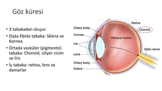 Göz küresi
• 3 tabakadan oluşur.
• Dışta fibröz tabaka: Sklera ve
Kornea
• Ortada vasküler (pigmente)
tabaka: Choroid, siliyer cisim
ve İris
• İç tabaka: retina, lens ve
damarlar
 