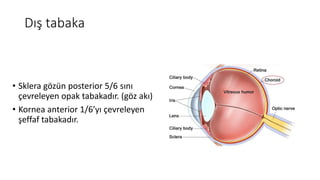 Dış tabaka
• Sklera gözün posterior 5/6 sını
çevreleyen opak tabakadır. (göz akı)
• Kornea anterior 1/6’yı çevreleyen
şeffaf tabakadır.
 