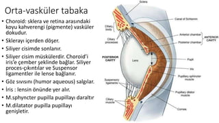 Orta-vasküler tabaka
• Choroid: sklera ve retina arasındaki
koyu kahverengi (pigmente) vasküler
dokudur.
• Sklerayı içerden döşer.
• Siliyer cisimde sonlanır.
• Siliyer cisim müskülerdir. Choroid’i
iris’e çember şeklinde bağlar. Siliyer
proces-çıkıntılar ve Suspensor
ligamentler ile lense bağlanır.
• Göz sıvısını (humor aqueous) salgılar.
• İris : lensin önünde yer alır.
• M.sphyncter pupilla pupillayı daraltır
• M.dilatator pupilla pupillayı
genişletir.
 
