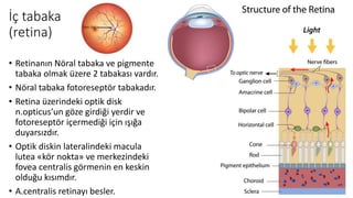 İç tabaka
(retina)
• Retinanın Nöral tabaka ve pigmente
tabaka olmak üzere 2 tabakası vardır.
• Nöral tabaka fotoreseptör tabakadır.
• Retina üzerindeki optik disk
n.opticus’un göze girdiği yerdir ve
fotoreseptör içermediği için ışığa
duyarsızdır.
• Optik diskin lateralindeki macula
lutea «kör nokta» ve merkezindeki
fovea centralis görmenin en keskin
olduğu kısımdır.
• A.centralis retinayı besler.
 
