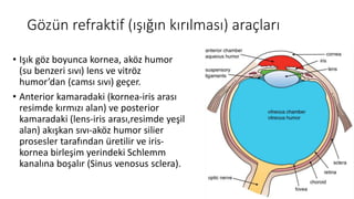 Gözün refraktif (ışığın kırılması) araçları
• Işık göz boyunca kornea, aköz humor
(su benzeri sıvı) lens ve vitröz
humor’dan (camsı sıvı) geçer.
• Anterior kamaradaki (kornea-iris arası
resimde kırmızı alan) ve posterior
kamaradaki (lens-iris arası,resimde yeşil
alan) akışkan sıvı-aköz humor silier
prosesler tarafından üretilir ve iris-
kornea birleşim yerindeki Schlemm
kanalına boşalır (Sinus venosus sclera).
 