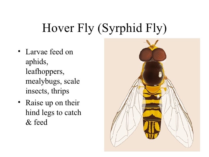 8 Beneficial Insects