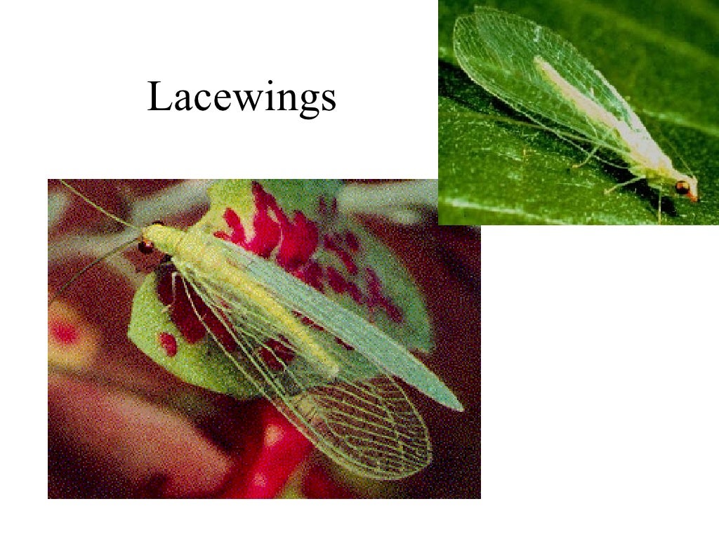 8 Beneficial Insects