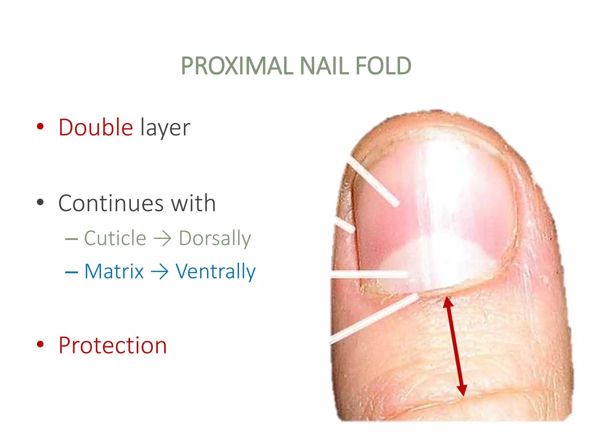 Biology of Hair and Nails.pptx
