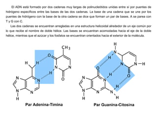 El ADN está formado por dos cadenas muy largas de polinucleótidos unidas entre sí por puentes de
hidrógeno específicos entre las bases de las dos cadenas. La base de una cadena que se une por los
puentes de hidrógeno con la base de la otra cadena se dice que forman un par de bases. A se parea con
T y G con C.
Las dos cadenas se encuentran arregladas en una estructura helicoidal alrededor de un eje común por
lo que recibe el nombre de doble hélice. Las bases se encuentran acomodadas hacia el eje de la doble
hélice, mientras que el azúcar y los fosfatos se encuentran orientados hacia el exterior de la molécula.
 
