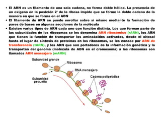 • El ARN es un filamento de una sola cadena, no forma doble hélice. La presencia de
un oxígeno en la posición 2' de la ribosa impide que se forme la doble cadena de la
manera en que se forma en el ADN
• El filamento de ARN se puede enrollar sobre sí mismo mediante la formación de
pares de bases en algunas secciones de la molécula
• Existen varios tipos de ARN cada uno con función distinta. Los que forman parte de
las subunidades de los ribosomas se les denomina ARN ribosómico (rARN), los ARN
que tienen la función de transportar los aminoácidos activados, desde el citosol
hasta el lugar de síntesis de proteínas en los ribosomas, se les conoce por ARN de
transferencia (tARN), y los ARN que son portadores de la información genética y la
transportan del genoma (molécula de ADN en el cromosoma) a los ribosomas son
llamados ARN mensajero (mARN)
 