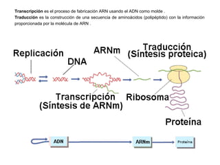 Transcripción es el proceso de fabricación ARN usando el ADN como molde .
Traducción es la construcción de una secuencia de aminoácidos (polipéptido) con la información
proporcionada por la molécula de ARN .
 