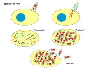 Transcripción Traducción
Liberación
Ejemplo: los virus
 