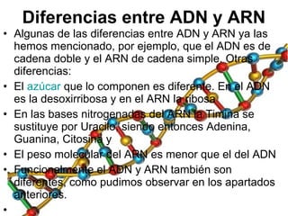 • Algunas de las diferencias entre ADN y ARN ya las
hemos mencionado, por ejemplo, que el ADN es de
cadena doble y el ARN de cadena simple. Otras
diferencias:
• El azúcar que lo componen es diferente. En el ADN
es la desoxirribosa y en el ARN la ribosa
• En las bases nitrogenadas del ARN la Timina se
sustituye por Uracilo, siendo entonces Adenina,
Guanina, Citosina y
• El peso molecular del ARN es menor que el del ADN
• Funcionalmente el ADN y ARN también son
diferentes, como pudimos observar en los apartados
anteriores.
•
Diferencias entre ADN y ARN
 