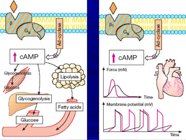Pharmacology of the Respiratory System