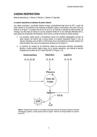 CADENA RESPIRATORIA



CADENA RESPIRATORIA
Material elaborado por: J. Monza, O. Borsani, L. Batista y S. Signorelli

La cadena respiratoria se abastece de poder reductor
Las células eucariotas y procariotas obtienen energía, principalmente bajo forma de ATP, a partir del
poder reductor (o H2) presente en las moléculas de glúcidos, lípidos y aminoácidos, entre otras. Como se
observa en la figura 1, el aceptor final de los H2 es el O2, se trata de un ejemplo de célula aerobia. Sin
embargo, hay otros tipos de células en que los aceptores finales de H2 son moléculas diferentes del O2,
esas células son anaerobias y fermentativas. Ahora vamos a centrar el estudio en células aerobias.
    •     Los azúcares, ácidos grasos y aminoácidos cuando son oxidados (degradados) proveen de
          poder reductor, de manera más o menos directa, a la cadena respiratoria (Figura 1). Así, se
          reducen cofactores como el NAD y el FAD dando inicio a la transferencia del poder reductor (H2)
          hasta el aceptor final, que en los organismos aerobios es el O2 (Figura 1).
    •     La variación de energía de los electrones desde los precursores reducidos (aminoácidos,
          glúcidos y ácidos grasos) hasta el agua, es un proceso exergónico, que impulsa la reacción
          endergónica de síntesis de ATP a partir del ADP y P (Figura 1 y 2).




        Figura 1. Diagrama que muestra la convergencia del poder reductor (H2) desde moléculas reducidas
        (aminoácidos, glúcidos y ácidos grasos) hasta el oxígeno. Parte de la energía liberada se conserva
        como ATP.




                                                        1
 