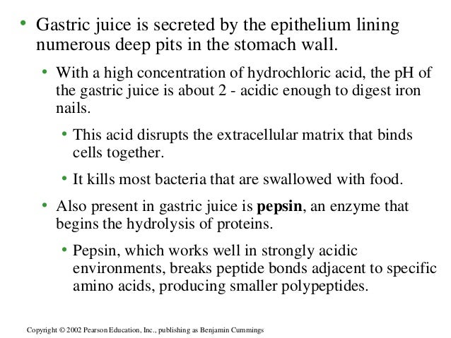 Stores Food And Mixes It With Gastric Acid Stores Food And Mixes It With Gastric Acid