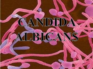 candida albicans ~ manglo