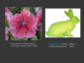 Eduardo Kac, História Natural   Eduardo Kac, Brasil, "Alba, a
do Enigma, Edunia, 2003- 2008   coelha fluorescente" 1999
 
