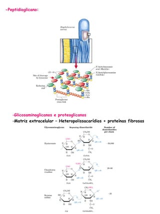 -Peptidioglicano: Glicosaminoglicanos e proteoglicanos Matriz extracelular – Heteropolissacarídios + proteínas fibrosas  