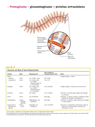 - Proteoglicanos  – glicosaminoglicanos + proteínas extracelulares 