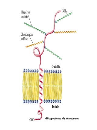 Glicoproteina de Membrana 