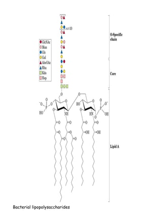 Bacterial lipopolysaccharides 