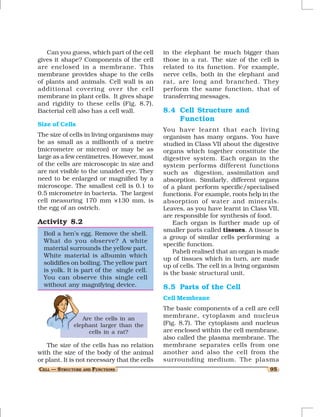 Can you guess, which part of the cell       in the elephant be much bigger than
gives it shape? Components of the cell         those in a rat. The size of the cell is
are enclosed in a membrane. This               related to its function. For example,
membrane provides shape to the cells           nerve cells, both in the elephant and
of plants and animals. Cell wall is an         rat, are long and branched. They
additional covering over the cell              perform the same function, that of
membrane in plant cells. It gives shape        transferring messages.
and rigidity to these cells (Fig. 8.7).
Bacterial cell also has a cell wall.           8.4 Cell Structure and
                                                   Function
Size of Cells
                                               You have lear nt that each living
The size of cells in living organisms may      organism has many organs. You have
be as small as a millionth of a metre          studied in Class VII about the digestive
(micrometre or micron) or may be as            organs which together constitute the
large as a few centimetres. However, most      digestive system. Each organ in the
of the cells are microscopic in size and       system performs different functions
are not visible to the unaided eye. They       such as digestion, assimilation and
need to be enlarged or magnified by a          absorption. Similarly, different organs
microscope. The smallest cell is 0.1 to        of a plant perform specific/specialised
0.5 micrometre in bacteria. The largest        functions. For example, roots help in the
cell measuring 170 mm ×130 mm, is              absorption of water and minerals.
the egg of an ostrich.                         Leaves, as you have learnt in Class VII,
                                               are responsible for synthesis of food.
Activity 8.2                                       Each organ is further made up of
                                               smaller parts called tissues. A tissue is
  Boil a hen’s egg. Remove the shell.
                                               a group of similar cells performing a
  What do you observe? A white
                                               specific function.
  material surrounds the yellow part.
                                                   Paheli realised that an organ is made
  White material is albumin which
                                               up of tissues which in turn, are made
  solidifies on boiling. The yellow part       up of cells. The cell in a living organism
  is yolk. It is part of the single cell.      is the basic structural unit.
  You can observe this single cell
  without any magnifying device.               8.5 Parts of the Cell
                                               Cell Membrane
                                               The basic components of a cell are cell
                Are the cells in an            membrane, cytoplasm and nucleus
             elephant larger than the          (Fig. 8.7). The cytoplasm and nucleus
                  cells in a rat?              are enclosed within the cell membrane,
                                               also called the plasma membrane. The
   The size of the cells has no relation       membrane separates cells from one
with the size of the body of the animal        another and also the cell from the
or plant. It is not necessary that the cells   surrounding medium. The plasma
CELL — STRUCTURE AND FUNCTIONS                                                       95
 