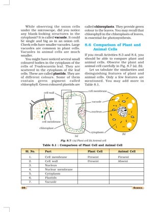While observing the onion cells                   called chloroplasts. They provide green
under the microscope, did you notice                  colour to the leaves. You may recall that
any blank-looking structures in the                   chlorophyll in the chloroplasts of leaves,
cytoplasm? It is called vacuole. It could             is essential for photosynthesis.
be single and big as in an onion cell.
Cheek cells have smaller vacuoles. Large              8.6 Comparison of Plant and
vacuoles are common in plant cells.                       Animal Cells
Vacuoles in animal cells are much
smaller.                                              If you recall Activities 8.3 and 8.4, you
    You might have noticed several small              should be able to compare plant and
coloured bodies in the cytoplasm of the               animal cells. Observe the plant and
cells of T radescantia leaf. They are                 animal cell carefully in Fig. 8.7 (a), (b).
scattered in the cytoplasm of the leaf                    Let us tabulate the similarities and
cells. These are called plastids. They are            disinguishing features of plant and
of different colours. Some of them                    animal cells. Only a few features are
contain green pigment called                          mentioned. You may add more in
chlorophyll. Green coloured plastids are              Table 8.1.

                                                          cell membrane
                  cell wall


                                                             vacuole


                                                            nucleus


                 cell membrane

               chloroplast
                                                            cytoplasm
                                                                                 (b)
                                             (a)
                                 Fig. 8.7 : (a) Plant cell (b) Animal cell
                 Table 8.1 : Comparison of Plant Cell and Animal Cell

     Sl. No.       Part                                  Plant Cell           Animal Cell

       1.          Cell membrane                         Present              Present
       2.          Cell wall                             Present              Absent
       3.          Nucleus
       4.          Nuclear membrane
       5.          Cytoplasm
       6.          Plastids
       7.          Vacuole

98                                                                                       SCIENCE
 