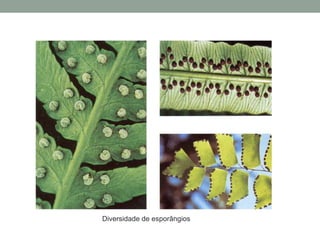 Diversidade de esporângios
 